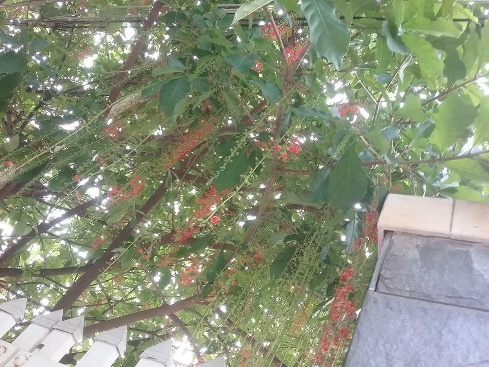 Nha Minh Homestay ダナン市 エクステリア 写真